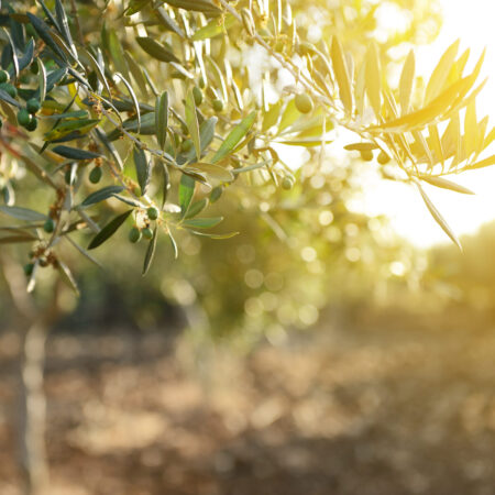 The Olive Tree Greatness