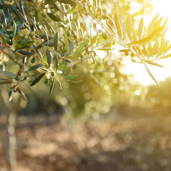 The greatness of the olive tree — Corinto Greek heritage