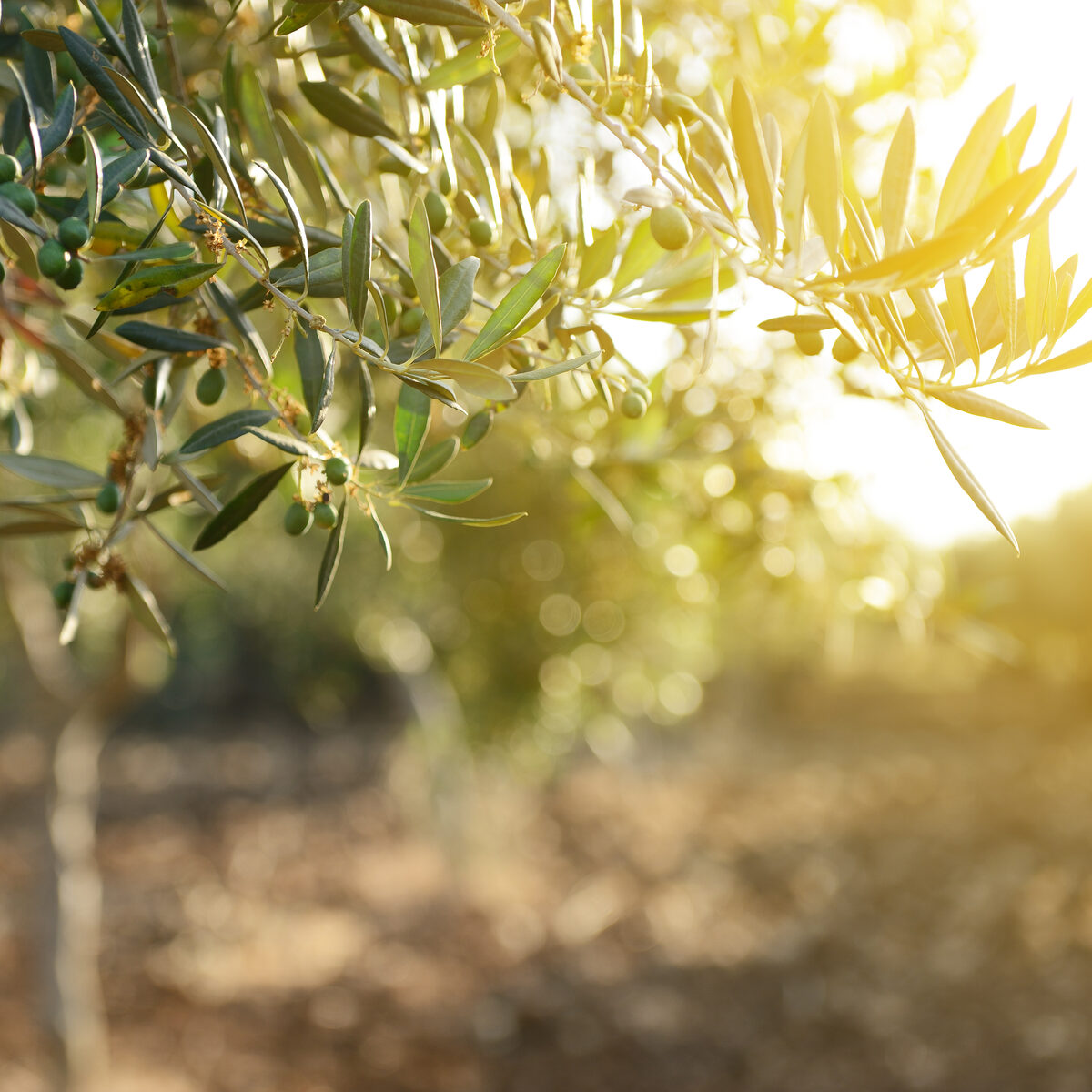 The greatness of the olive tree — Corinto Greek heritage
